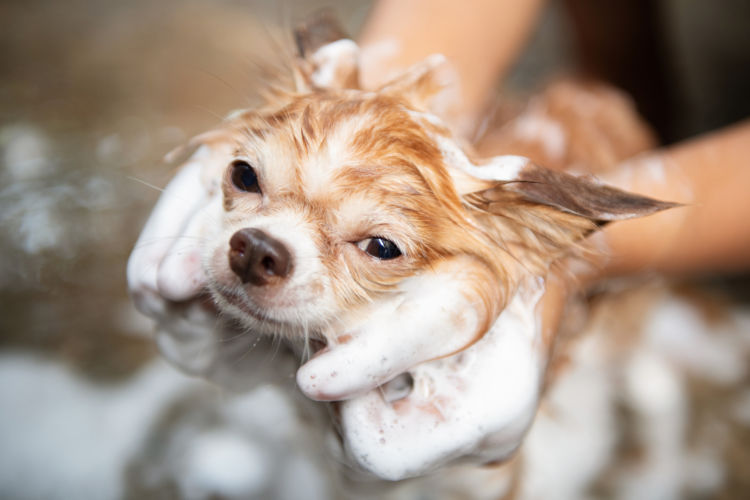 犬 シャンプー