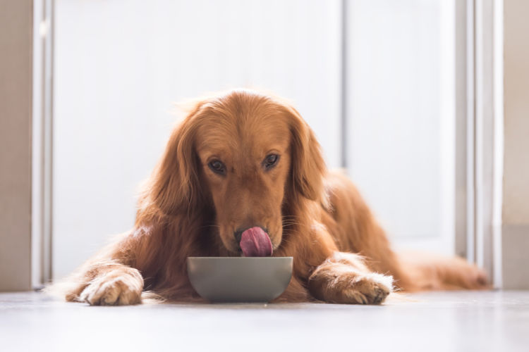 【獣医師監修】犬がマグロ(刺し身)やマグロの骨を食べても大丈夫?水銀の心配は?