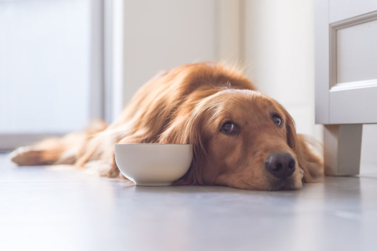 【獣医師監修】犬にカニを食べさせない方がいい2つの理由