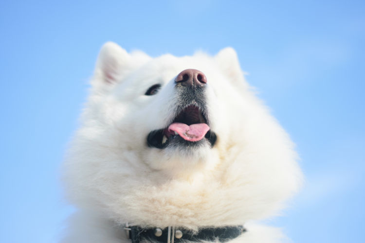 サモエドの歯のまとめ