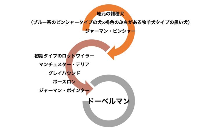 【ドーベルマンの作出に関係したのではないかと考えられている犬】