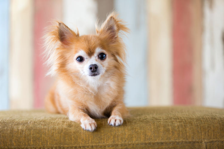 かまぼこの【特長】、犬への【効果】は?