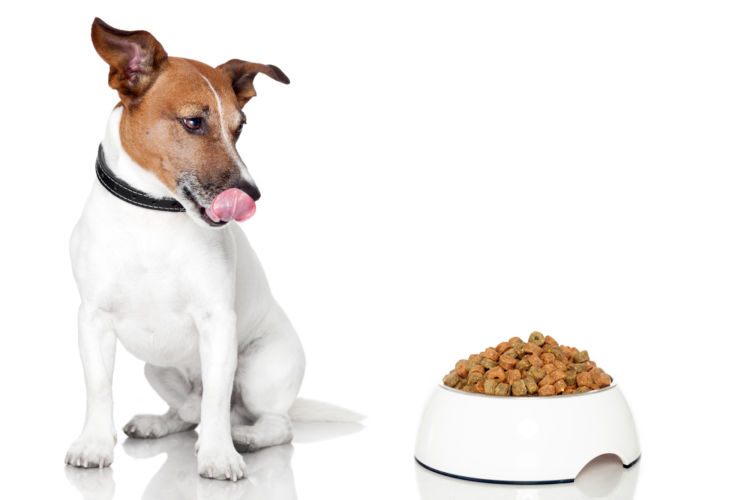犬の食べ物(食物・フード)アレルギーの原因や種類は?