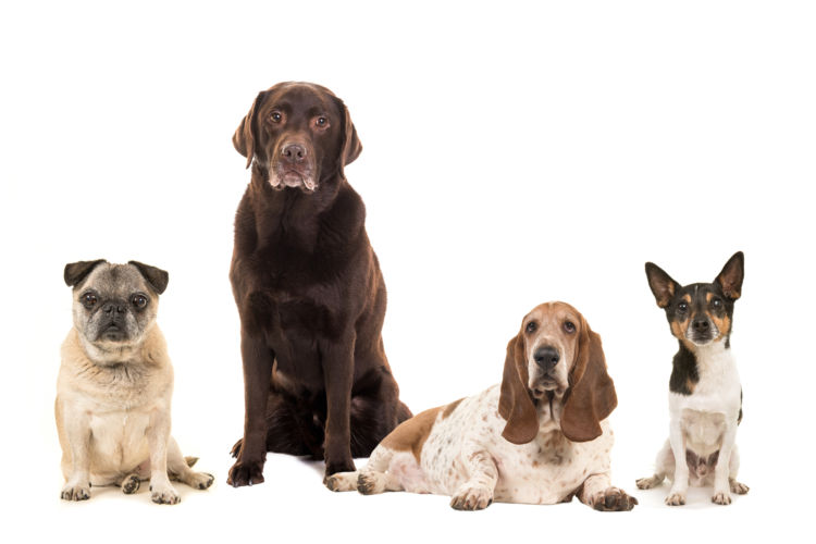 食べ物(食物・フード)アレルギーを発症しやすい犬種は?