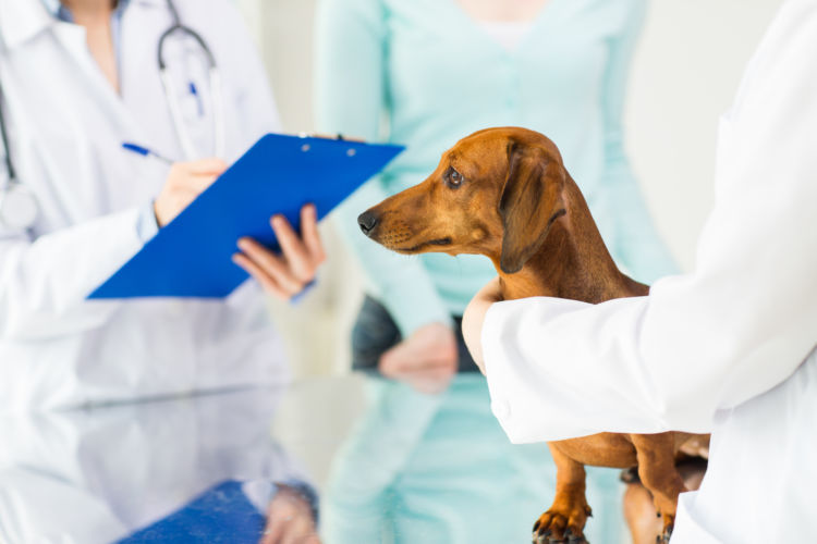 犬の食べ物(食物・フード)アレルギーの検査(費用)・治療方法は?