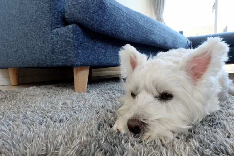 犬の食べ物(食物・フード)アレルギーの予防対策!