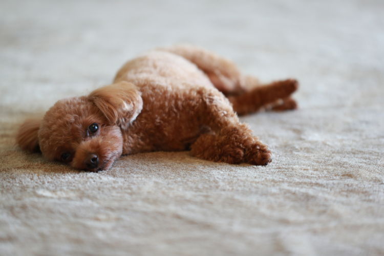 犬の食べ物(食物・フード)アレルギーの原因や種類は?