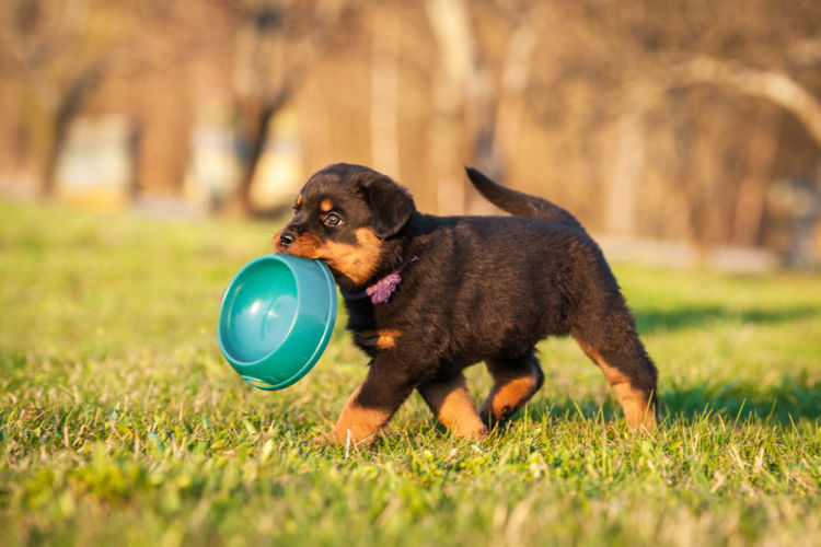 【獣医師監修】犬に鰹節(出汁)を食べさせても大丈夫?メリットやデメリットは?