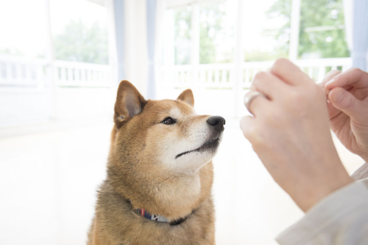 犬にかまぼこを与える際の注意点!