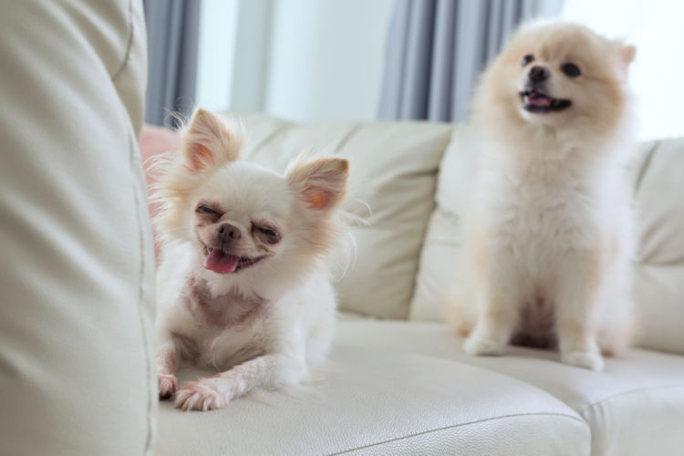 犬に与えるかまぼこのまとめ