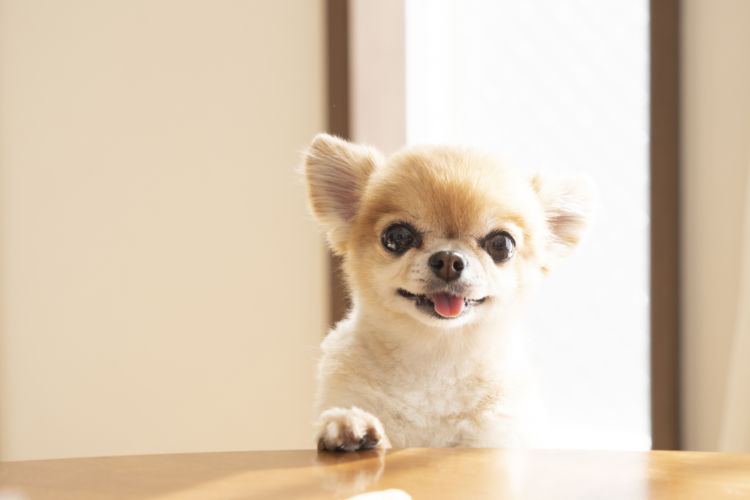 犬がホタテを食べても大丈夫!