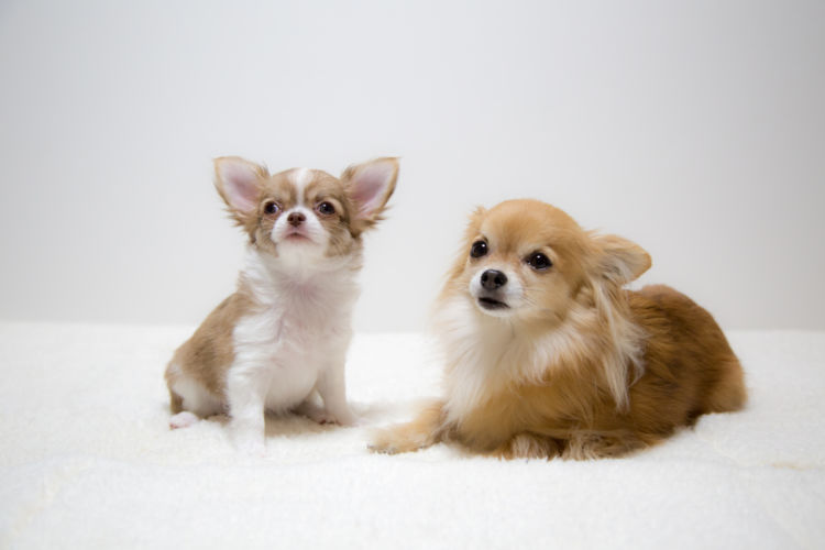 【子犬・老犬】がホタテを食べても大丈夫?