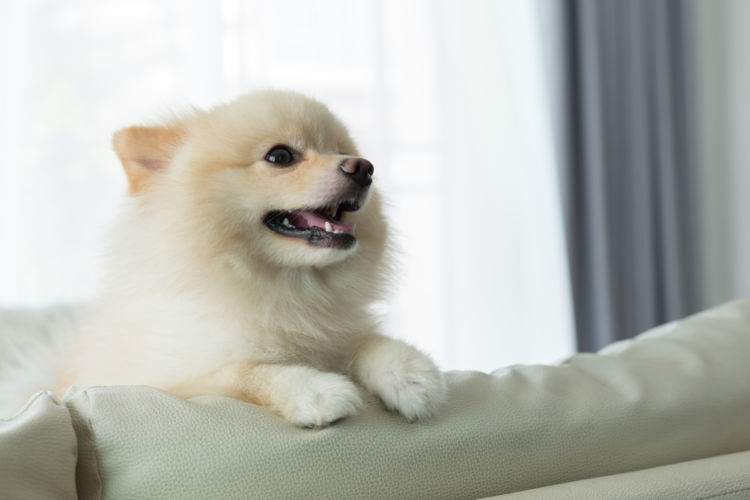 ホタテの【特長】、犬への【効果】は?