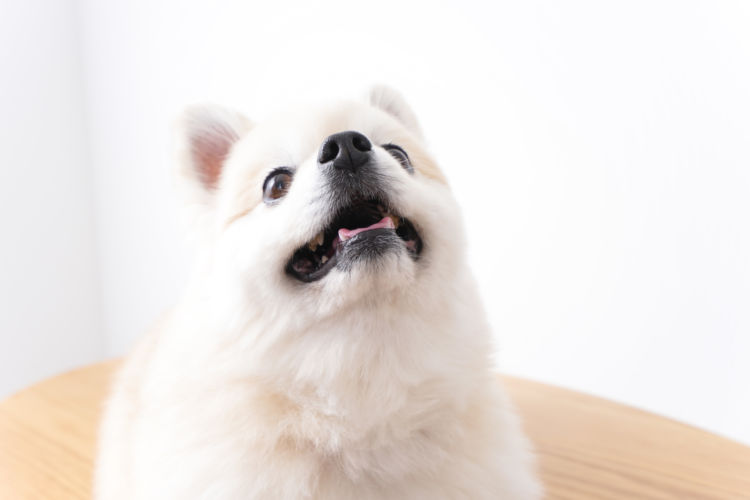 犬にホタテを与える際の【許容量】は?