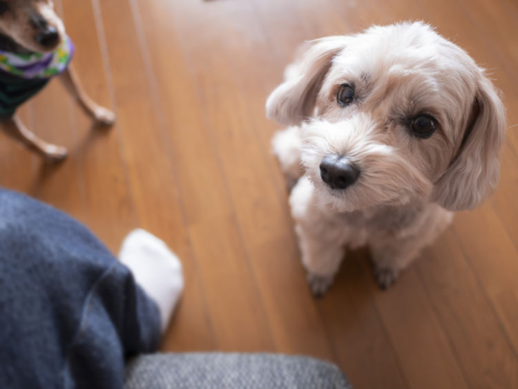 犬に与えるホタテのまとめ