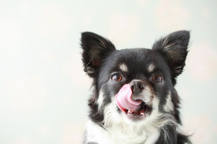 犬にビタミンは必要?