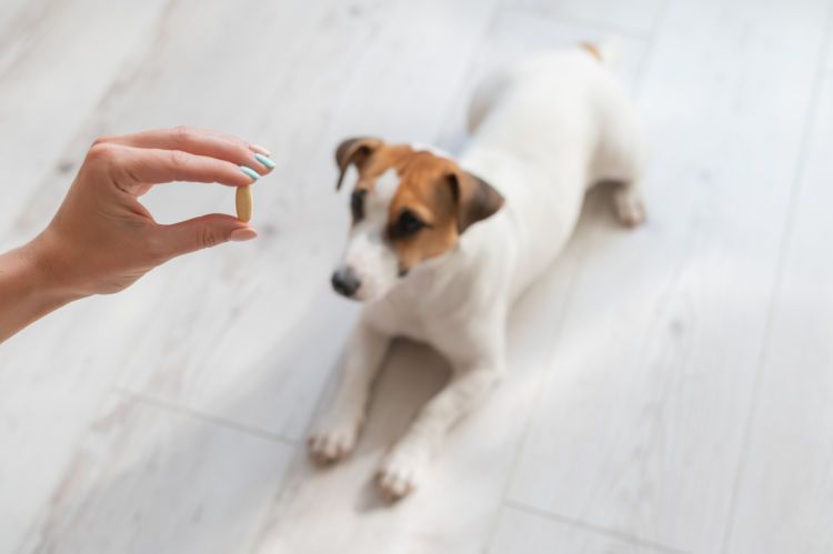 犬にビタミン剤(人間用)を与えても良い?