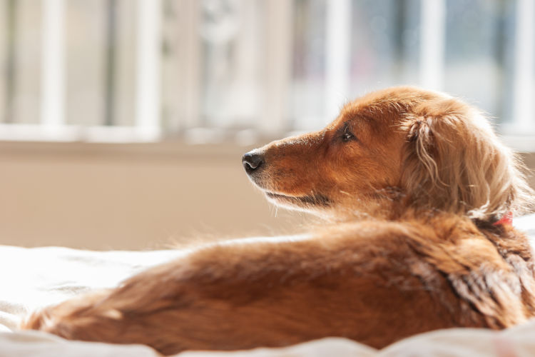 老犬や子犬に必要なビタミンの適量は?
