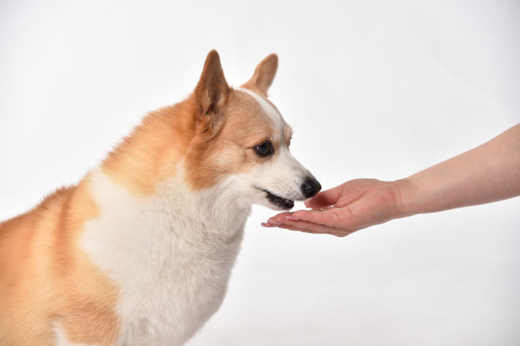 犬にビタミンを与える場合の注意点!(手作り・サプリ)