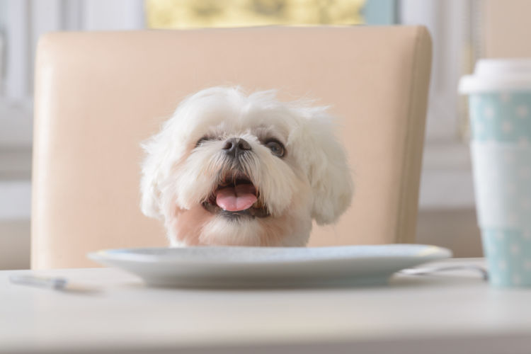 犬にミネラルは必要?