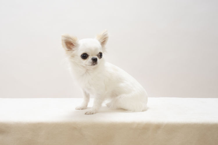 子犬や老犬に必要なミネラルの適量は?
