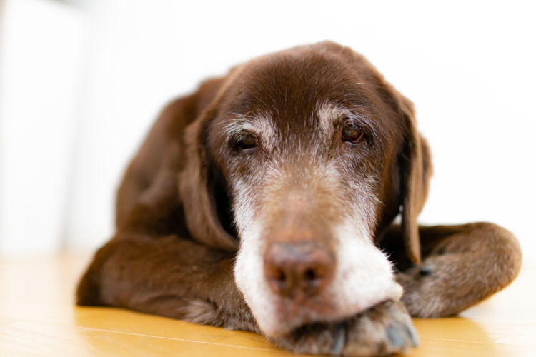 子犬や老犬に必要なミネラルの適量は?