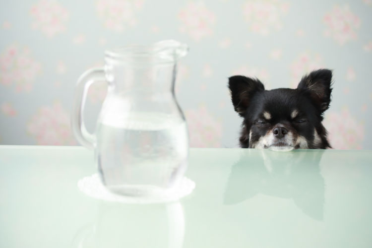 犬にミネラルウォーターを飲ませても大丈夫?