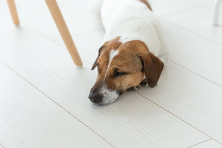 犬にミネラルを与える場合の注意点!(手作り・サプリ)