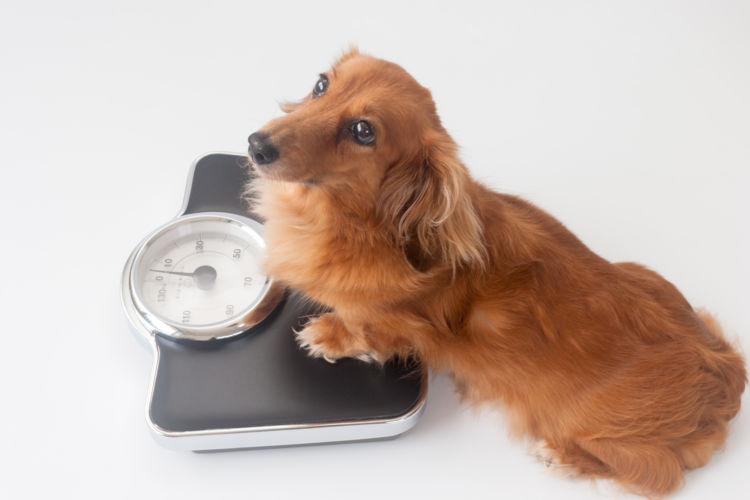 犬が1日に必要とするエネルギーの量(DER)計算方法