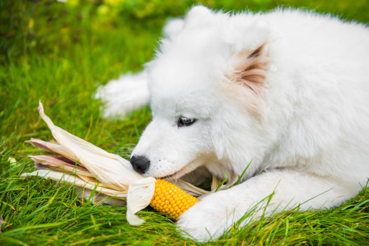 犬にとうもろこしを与える【適量(目安)】