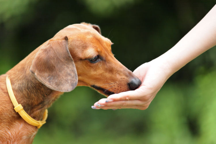 【獣医師監修】犬がスルメを食べても大丈夫!大量にスルメを食べた場合の対処法は?