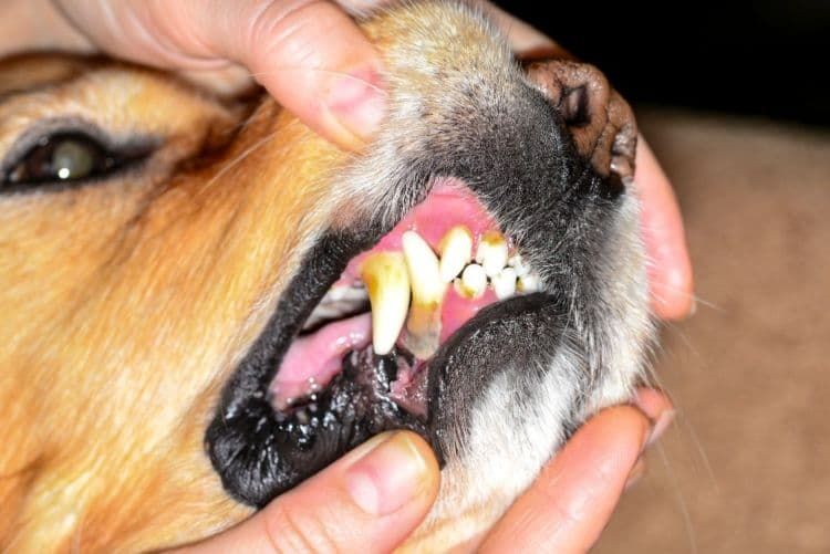 犬が口をパクパクする原因②【口の中の病気】