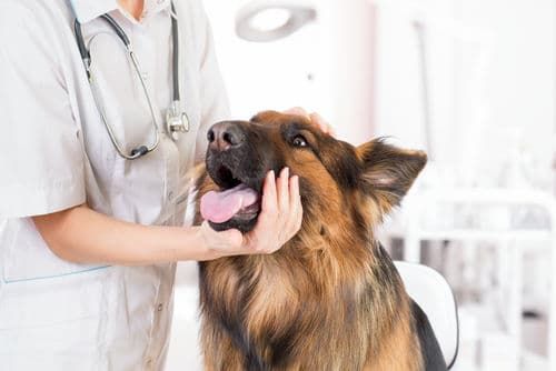 犬が口をパクパク【注意すべき犬種は?】
