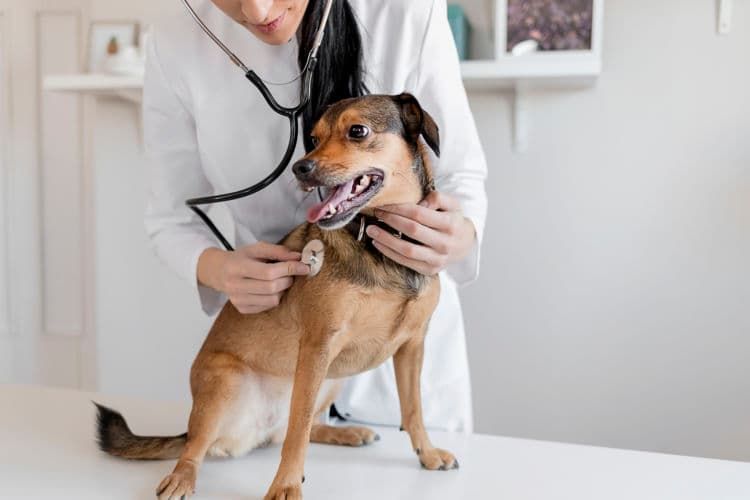 犬が口をパクパク【緊急を要する症状、注意点は?】