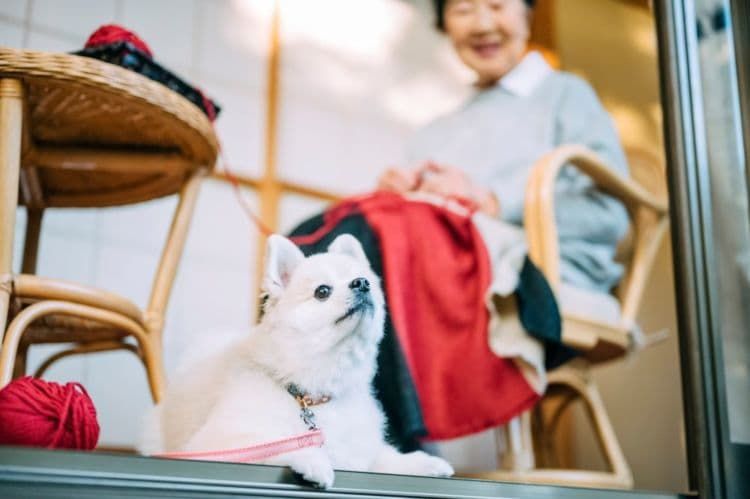 犬が口をパクパクする場合の対処法②【老犬】