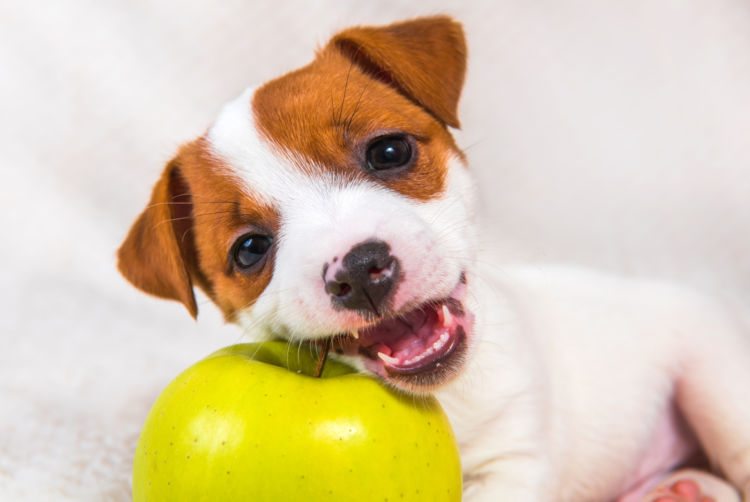 子犬のビタミンの適量