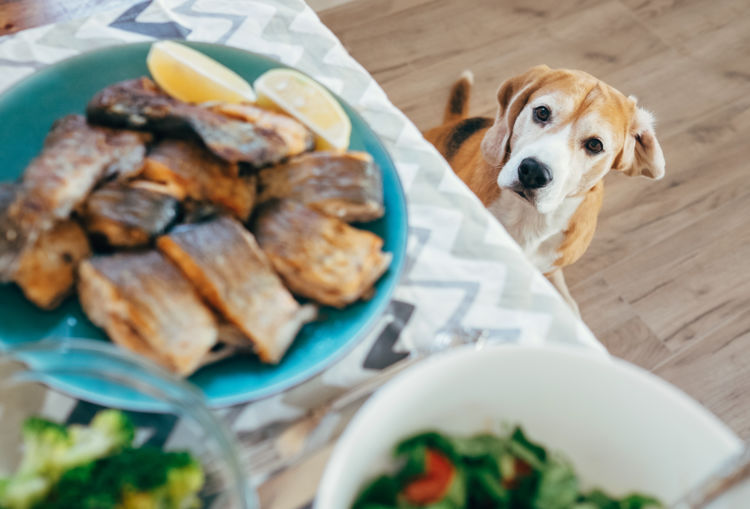 犬に必要な主要なミネラル以外