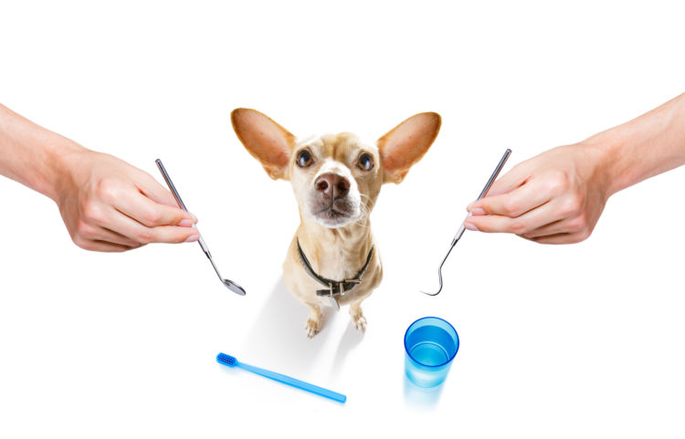 犬の虫歯(う蝕)【症状(初期)・兆候】