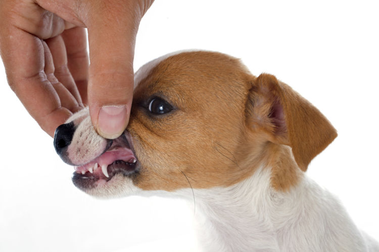 子犬・老犬の虫歯(う蝕)【注意点・ケア方法は?】