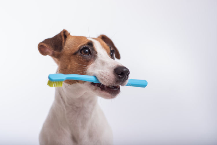 犬の虫歯(う蝕)【まとめ】