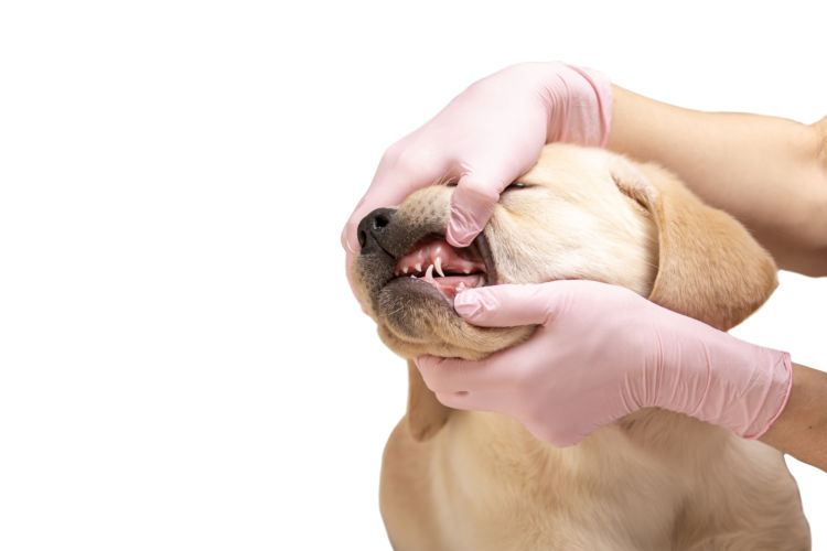 子犬・老犬の埋伏歯【注意点・ケア方法は?】