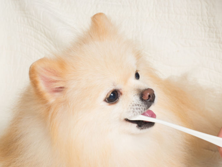 犬の歯磨き【しなくて良い?必要?】