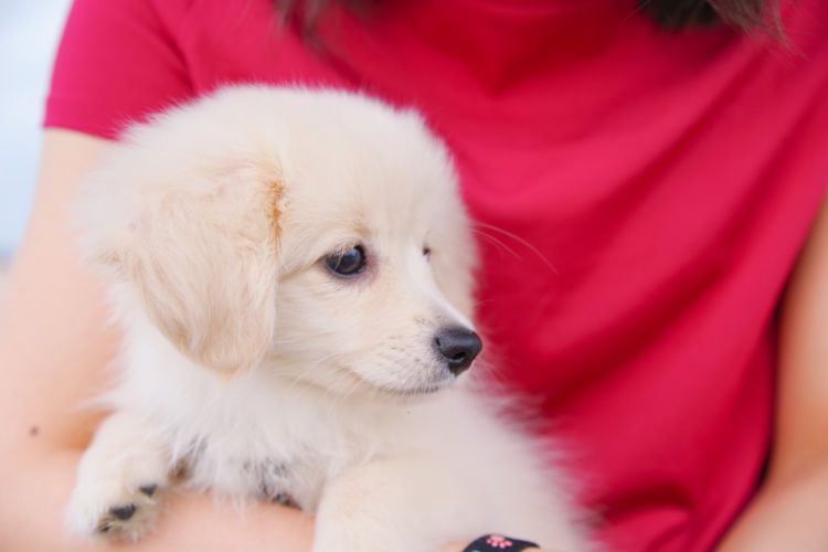犬の歯磨き【いつから(何歳)必要?頻度(回数)は?】