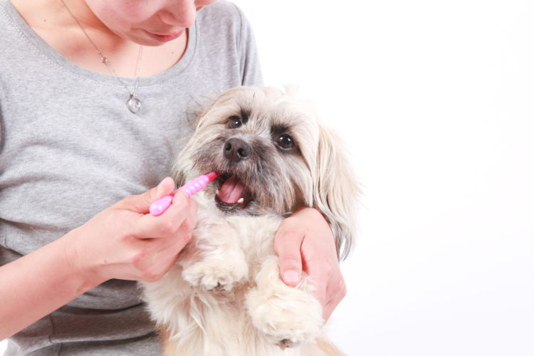 犬の歯磨き【歯磨きの仕方やコツ、注意点!】