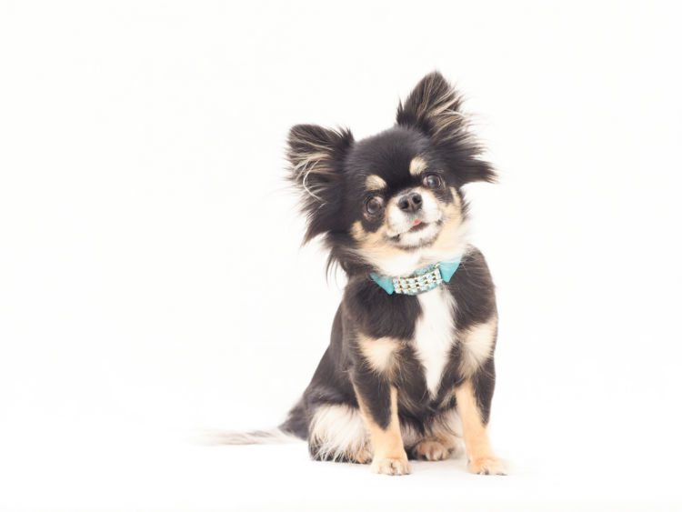 犬の歯磨き【人間用の歯ブラシや歯磨き粉の使用はOK?】