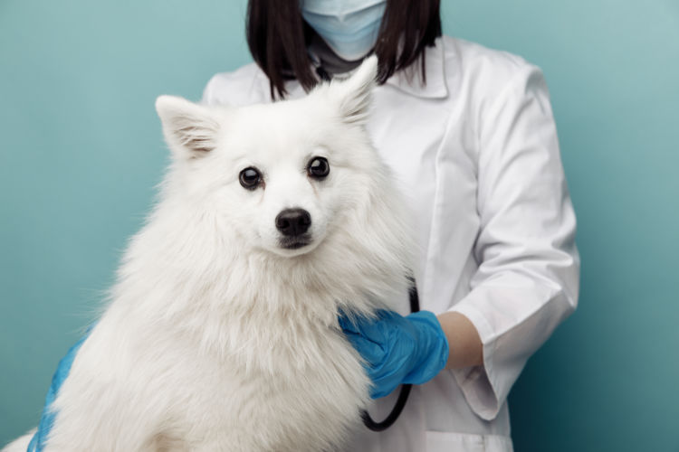 犬の歯磨き【虫歯になってしまった場合は?】