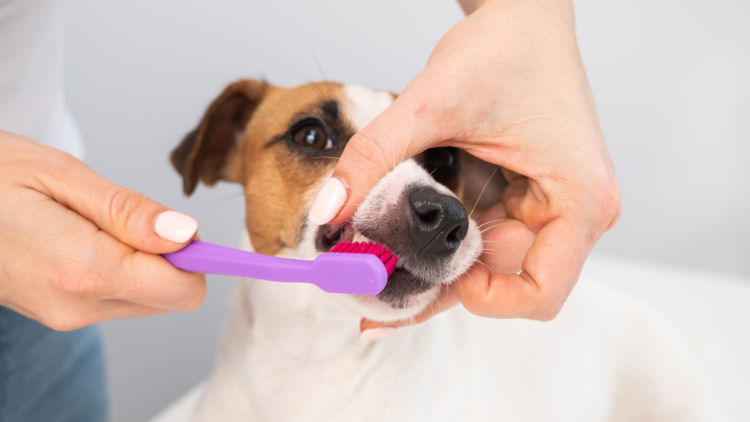 犬の歯磨き【まとめ】