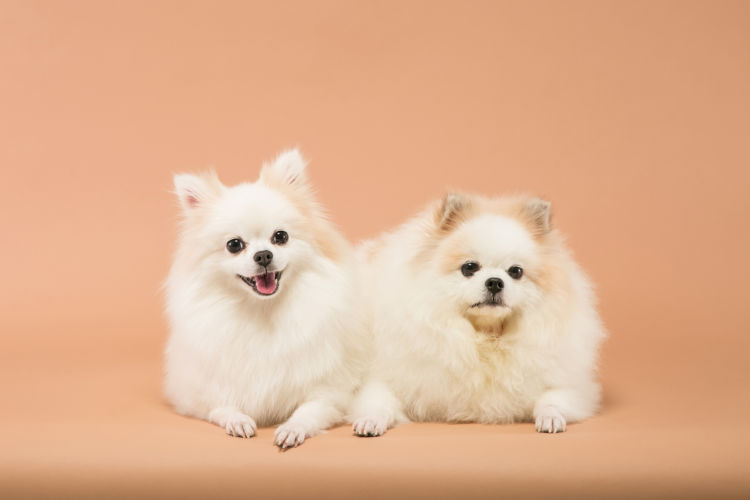 子犬・老犬の歯磨き【注意点・ケア方法は?】