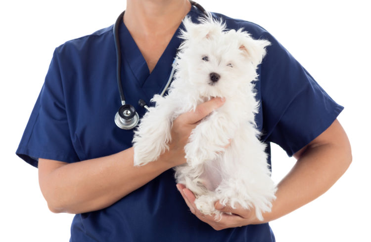 犬の歯石取り(除去)【検査・治療法は?】