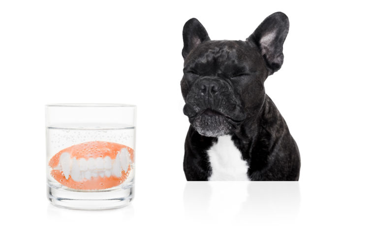 犬の歯石取り(除去)【ペット保険の適用は?】